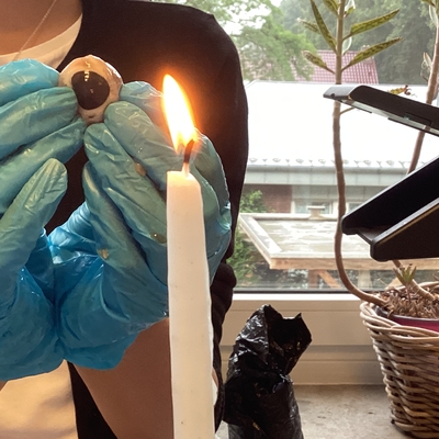 Pr&auml;paration eines Schweineauges