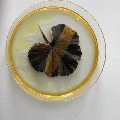 St&auml;rkenachweis in Bl&auml;ttern